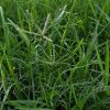 Bermuda Grass (Cynodon dactylon) (200gm) - Image 2