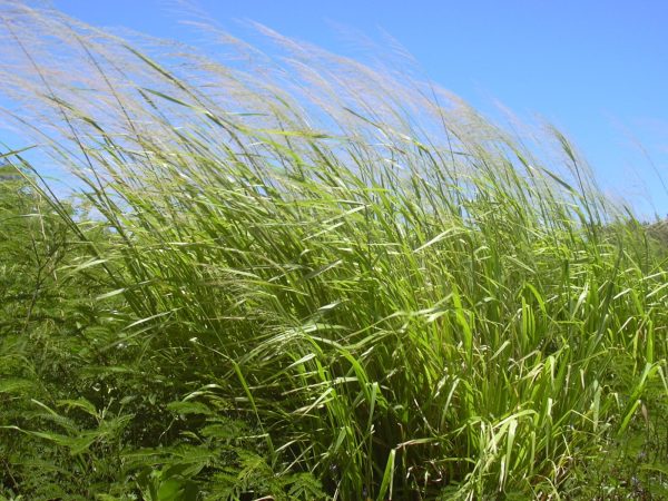 Guinea Grass (Panicum maximum)